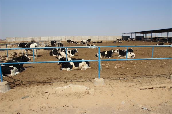 ��(d��ng)����w�|(zh��)Ѻ